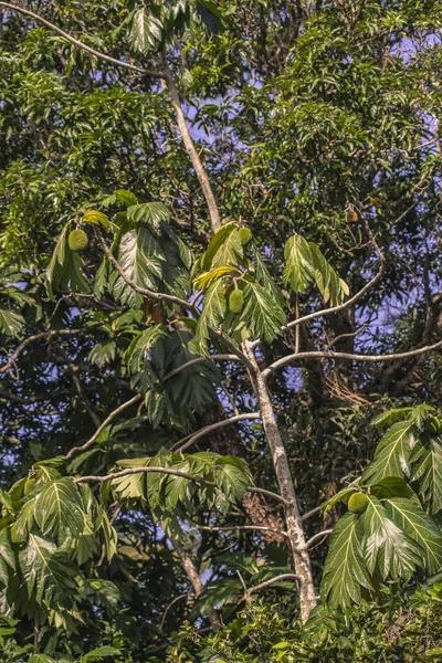 Cocoa plant in Nature