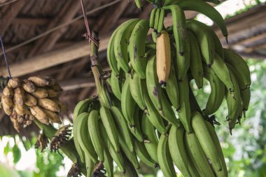 Muz asma ayrıntıları