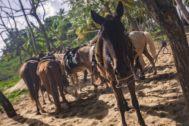 Atlar bir gruba bağlı.