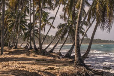 Playa Limonu Dominik Cumhuriyeti 17