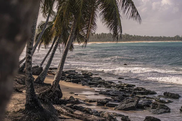 Playa Limon i Den dominikanske republikk 33 – stockfoto