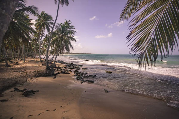 Playa Limon в Доминиканской Республике 14 — стоковое фото