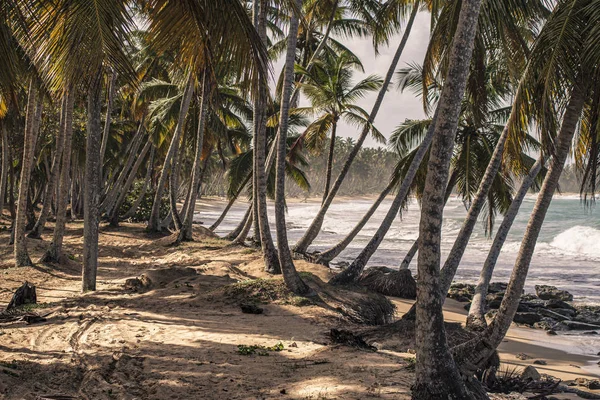 Playa Limon в Доминиканской Республике 34 — стоковое фото