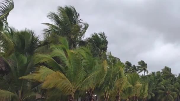 Palmeras con viento y lluvia — Vídeos de Stock