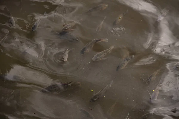 Carp on the pond — Stock Photo, Image