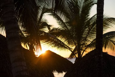 Dominik palmiyesi gün batımı 2