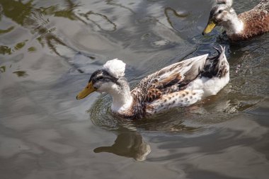 Wild duck in its natural environment 10