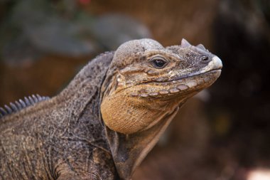 Close up of a Iguana 8