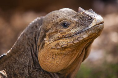 Close up of a Iguana 4
