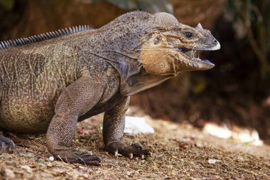 Close up of a Iguana 7