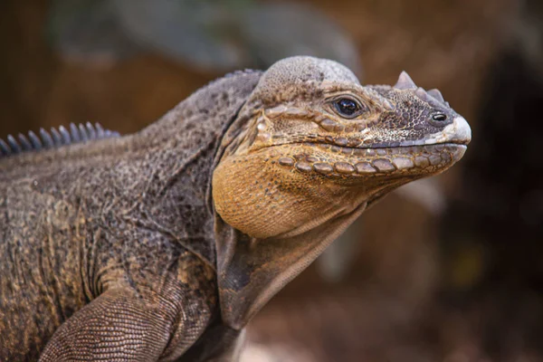 Primer plano de una iguana 9 —  Fotos de Stock