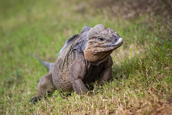 Grey Iguana in Dominican Republic 2 — Stock Photo, Image