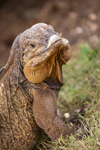 Primo piano di un'iguana — Foto Stock