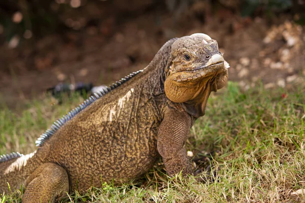 Close up of a Iguana 3 — Stock Photo, Image