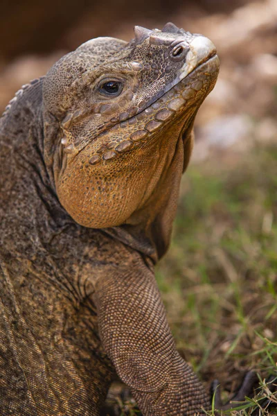 Primo piano di un Iguana 5 — Foto Stock