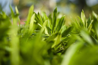Tropikal bir bitkinin ayrıntıları