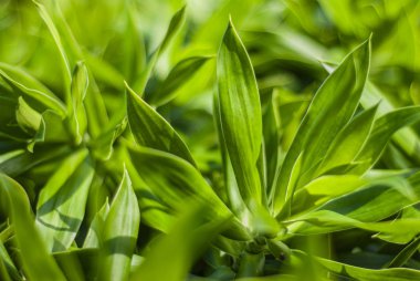 3 numaralı tropikal santralin ayrıntıları