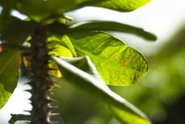 9 numaralı tropikal tesisin ayrıntıları