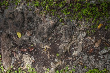 Cotubanama Ulusal Parkı Dominik Cumhuriyeti 17