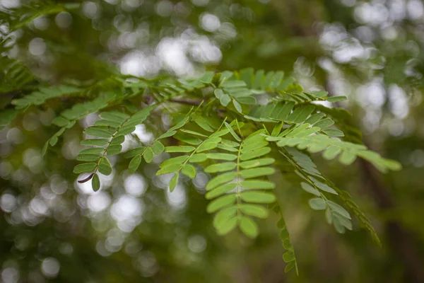 Detalle de las hojas de helecho inyectadas con lente macro 11 —  Fotos de Stock