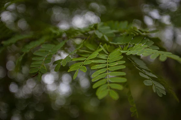 Detalle de las hojas de helecho inyectadas con lente macro 12 —  Fotos de Stock