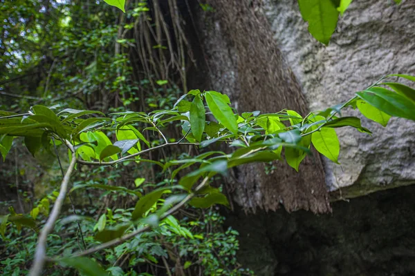 Park Narodowy Cotubanama w Republice Dominikańskiej 12 — Zdjęcie stockowe