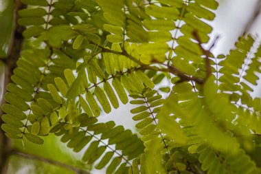 Eğreltiotu yapraklarının ayrıntıları makro lens 2 ile çekilir