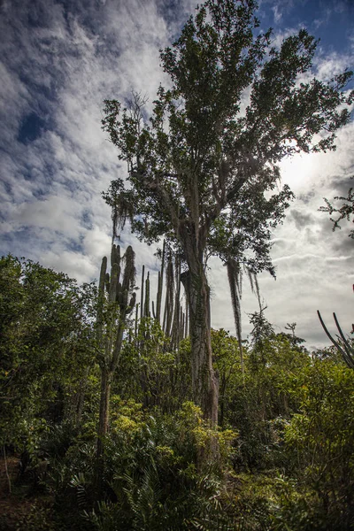 Park Narodowy Cotubanama w Republice Dominikańskiej 24 — Zdjęcie stockowe