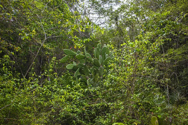 Parque Nacional de Cotubanama na República Dominicana 15 — Fotografia de Stock