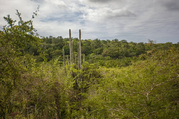 Park Narodowy Cotubanama w Republice Dominikańskiej 28 — Zdjęcie stockowe