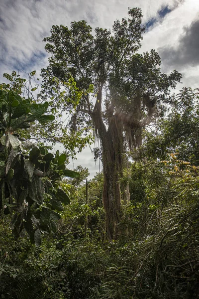 Park Narodowy Cotubanama w Republice Dominikańskiej 25 — Zdjęcie stockowe