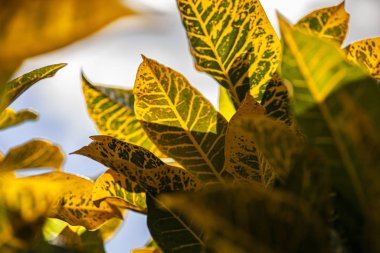 Croton, Codiaeum variegatum Leaves 5