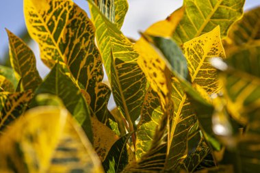 Croton, Codiaeum variegatum Leaves 4