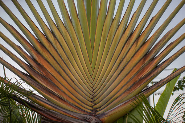 Particular palm detail