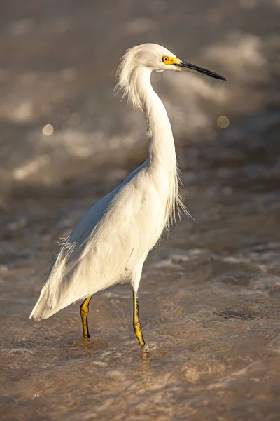 Bubulcus Ibis in Dominican Beach 4 — стоковое фото