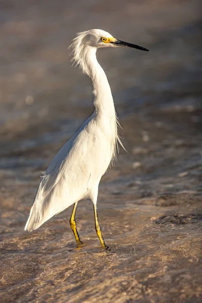 Bubulcus Ibis in Dominican Beach 5 — стоковое фото