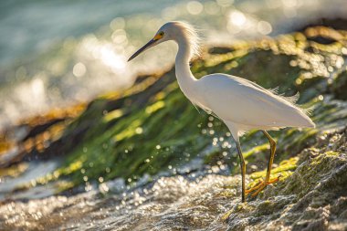 Dominik Sahil 15 'te Bubulcus Ibis