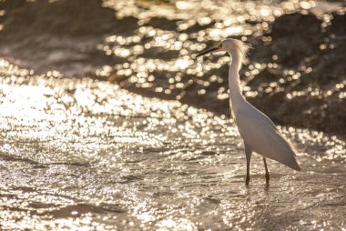Bubulcus Ibis Dominik Plajı 3 'te.