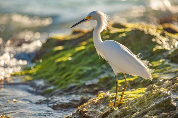 Bubulcus Ibis in Dominican Seasore 12 — стоковое фото