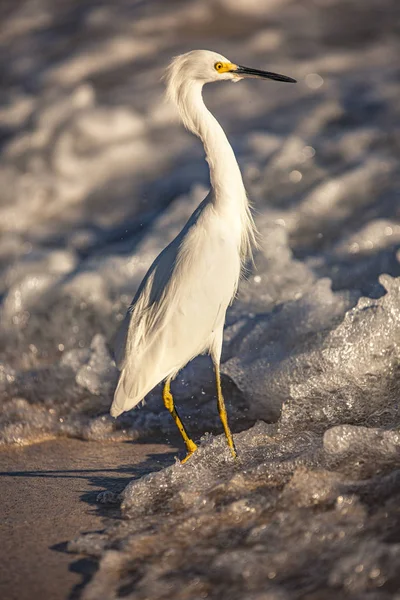 Bubulcus Ibis in Dominican Seasore 3 — стоковое фото