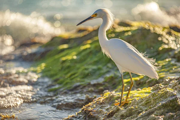 Bubulcus Ibis in Dominican Seasore 13 — стоковое фото