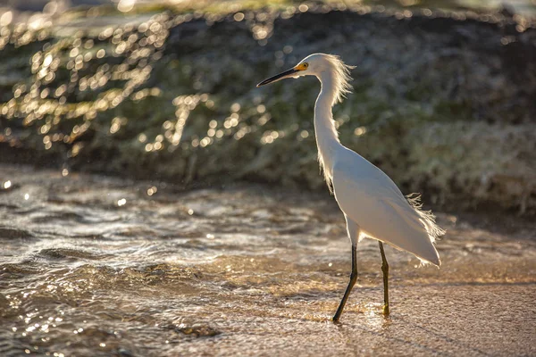 Bubulcus Ibis in Dominican Seasore 8 — стоковое фото