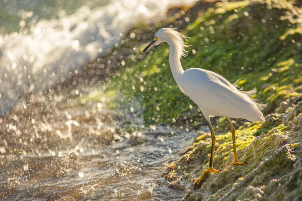 Bubulcus Ibis in Dominican Seasore 11 — стоковое фото