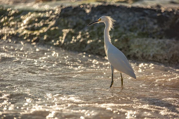 Bubulcus Ibis in Dominican Beach 9 — стоковое фото