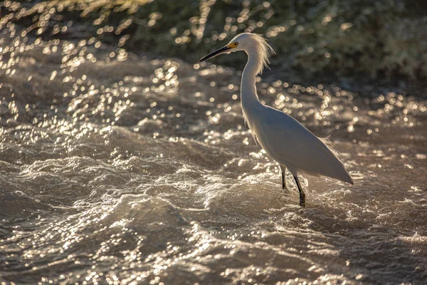 Bubulcus Ibis in Dominican Seasore 6 — стоковое фото