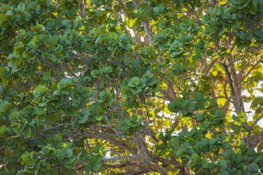 Tropik Yaprak DokusuName