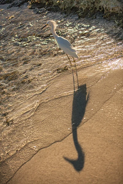 Bubulcus Ibis in Dominican Seasore 9 — стоковое фото