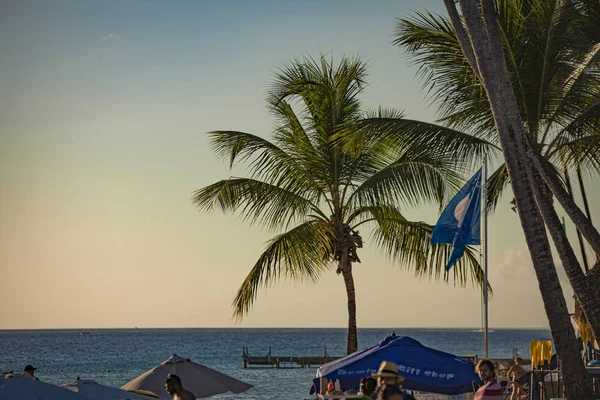 Palm på dominicus strand — Stockfoto
