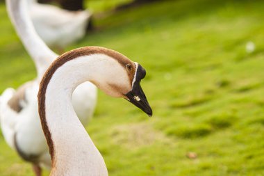 Anser cygnoides Capitol Goose 2 olarak da bilinir.