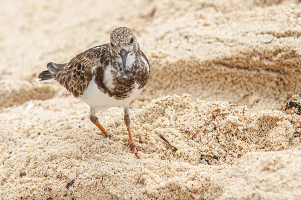 Dulus dominicus op strand 8 — Stockfoto